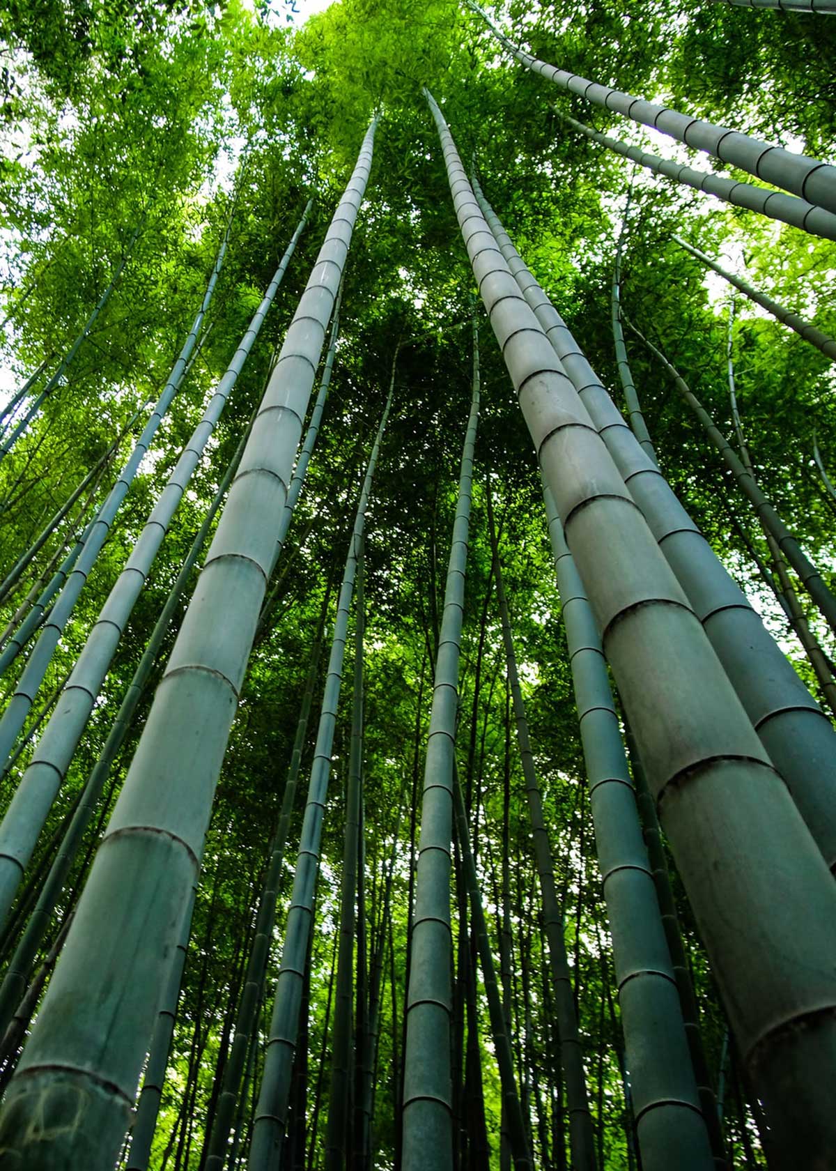 Fibra de Bambú